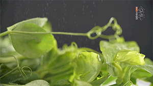 豌豆尖洗凈，切斷備用。